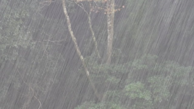 大雨の森の様子